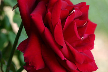 Image showing Garden Rose