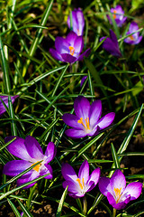 Image showing violet crocuses