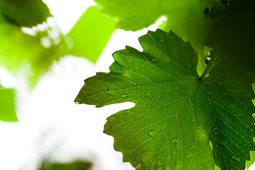 Image showing wet leaves