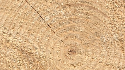 Image showing Wood rings