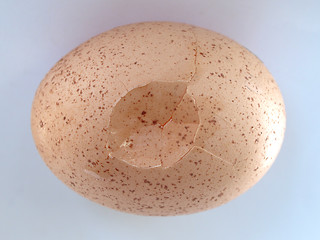 Image showing Cracked egg