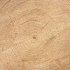 Image showing Wood rings