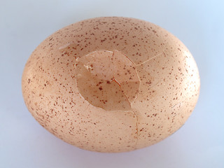 Image showing Cracked egg