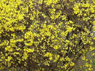 Image showing Forsythia flowers