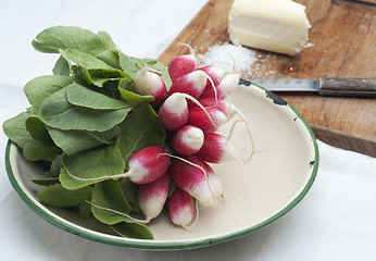 Image showing  Fresh Radish