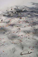 Image showing Berries in the Sand