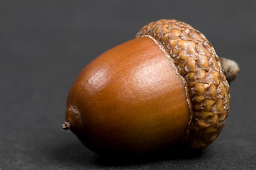 Image showing Acorn On Black