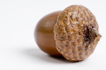 Image showing Acorn