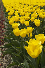 Image showing Yellow Tulips