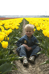 Image showing Boy Between Tulips