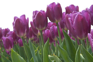 Image showing Purple Tulips