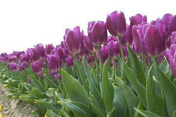 Image showing Purple Tulips