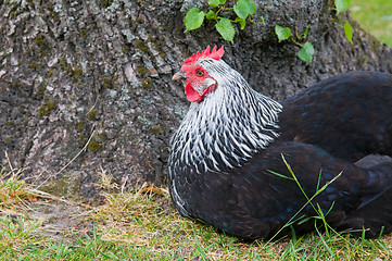 Image showing Resting Rooster