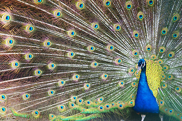 Image showing Beautiful Blue Peacock