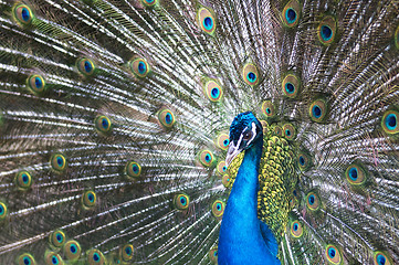 Image showing Beautiful Blue Peacock