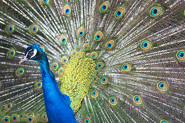 Image showing Beautiful Blue Peacock