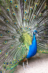 Image showing Beautiful Blue Peacock