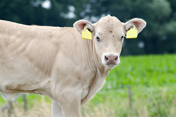 Image showing White Baby Cow