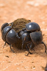 Image showing Dungbeetle Fight