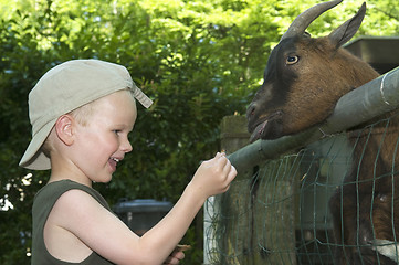 Image showing Feeding The Goat