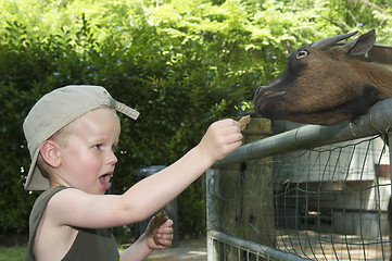 Image showing Feeding A Goat