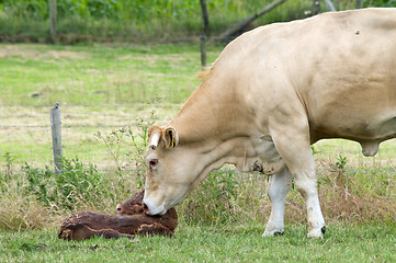 Image showing Just Born Cow