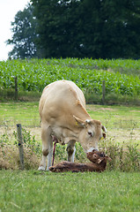 Image showing Just Born