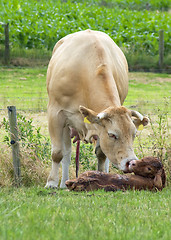 Image showing Just Born Cow