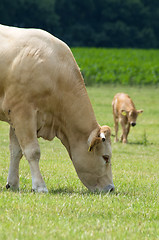 Image showing Grazing Cow