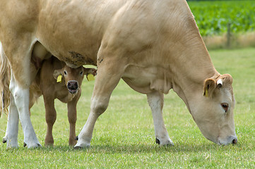 Image showing Grazing Cow with Baby