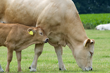 Image showing Baby Cow with Mother