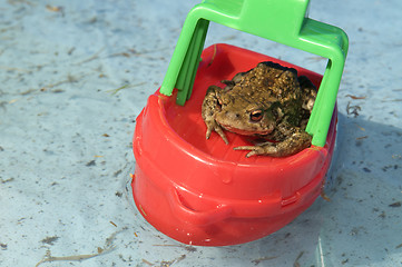 Image showing Frog In A Boat