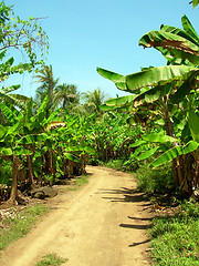 Image showing dirt road through banana plantation Big Corn Island Nicaragua