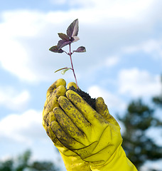 Image showing plant in a hand