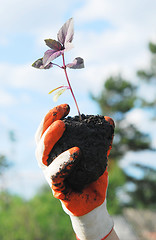 Image showing plant in a hand