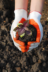 Image showing plant in hand