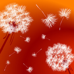 Image showing Dandelions