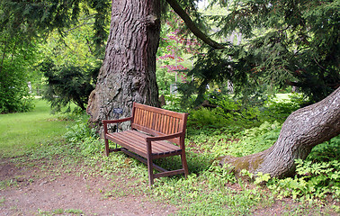 Image showing Wooden Bench Under Spruce Trees