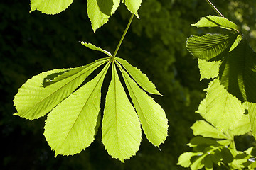 Image showing Sunny day in the park