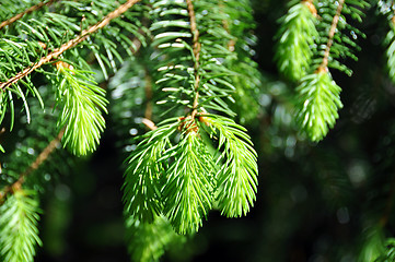 Image showing Fresh fir twig