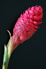 Image showing Red ginger flower
