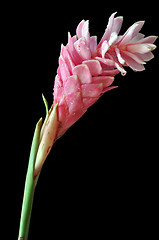 Image showing Pink ginger flower