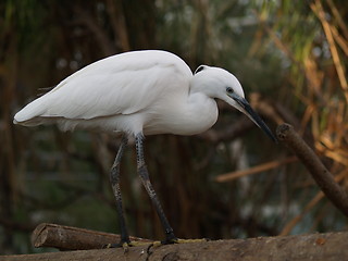 Image showing Egret