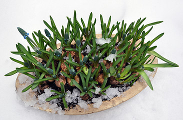 Image showing Grape Hyacinth in snow