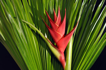 Image showing Heliconia Caribea