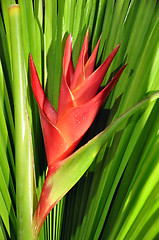 Image showing Heliconia Caribea