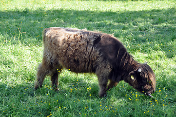 Image showing Highland cow 1