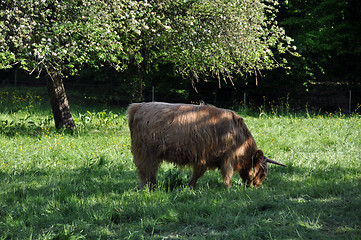 Image showing Highland cow 2