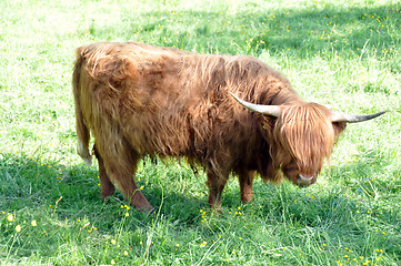 Image showing Highland cow 3