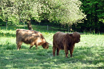 Image showing Highland cows 1